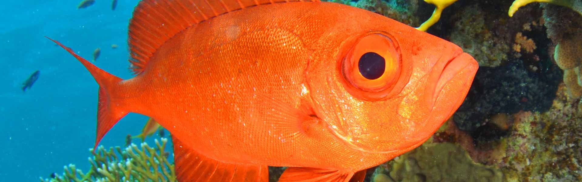 Red Bigeye Fish: 3 Families of Amazing Fish with Big Eyes