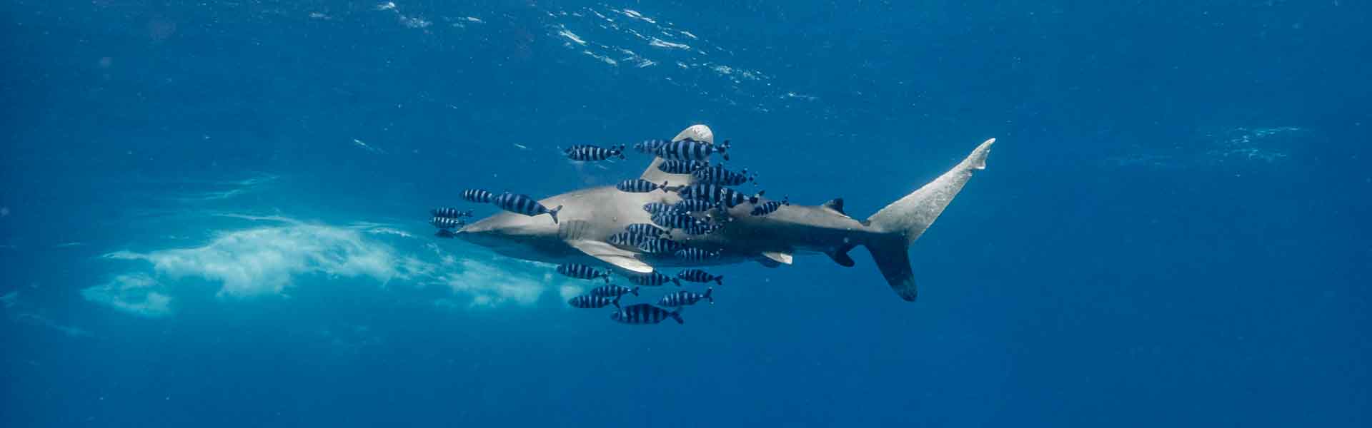 Diving with Sharks Through Deep Time