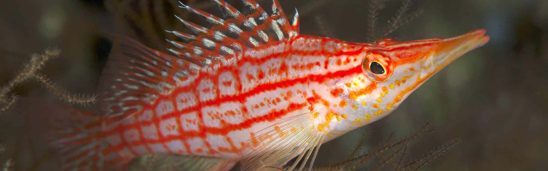 Red Sea Hawkfish: Colorful and Captivating Aquarium Fish