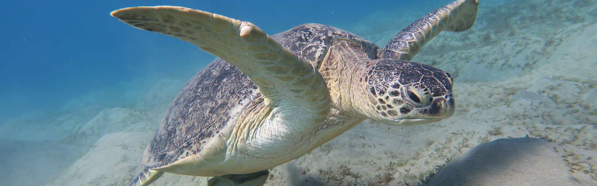 The Scene of Turtles at Abu Dabbab-Marsa Alam_2b3ff_lg.jpg