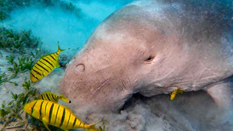 Red Sea Dugong Project