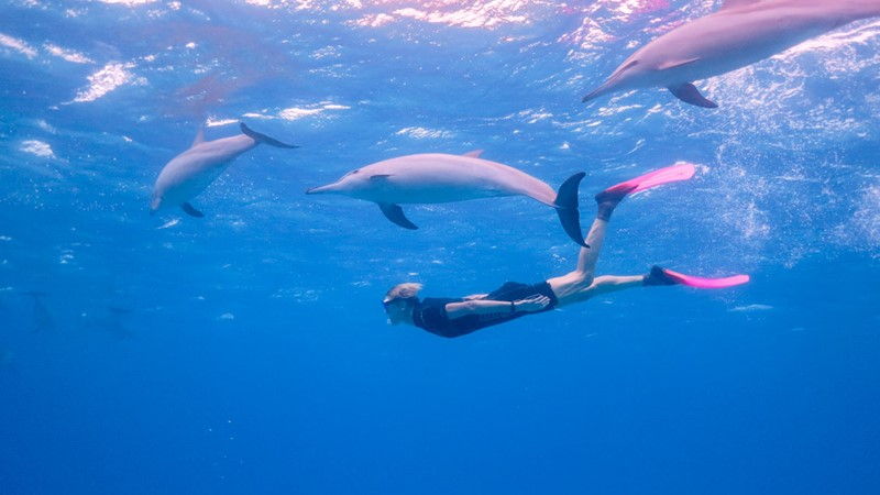 Hurghada Shaab El Erg Dolphin Reef Trip I Blue Ocean